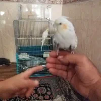 طوطی،عروس هلندی،سقا،سهره،جوجه|پرنده|کرمان, |دیوار