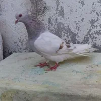 سوسنی دم سفید ماده