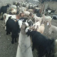 بزمیش خوب داشتی|حیوانات مزرعه|دشمن زیاری, |دیوار