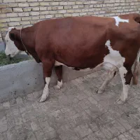 گاو شیری سیمینتال