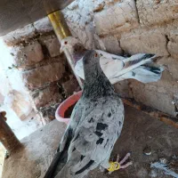 کبوترجفتی پرشی|پرنده|اقبالیه, |دیوار