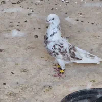 کفتر قلمکار و سفید