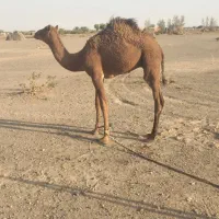 فروشی|حیوانات مزرعه|کهنوج, |دیوار