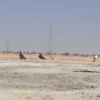 ساده زرد|پرنده|زابل, |دیوار
