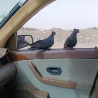 کبوتر زاغ کلافه ...خون خالص|پرنده|جیرفت, |دیوار