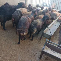 فروش بره پرواری نر وماده افشاری وافکار غزل