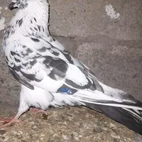 کفتر