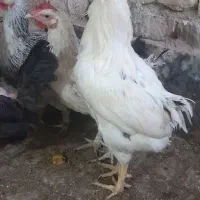 خروس معاوضه|حیوانات مزرعه|کهک, |دیوار