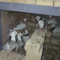 کبوتر طوقی خلته