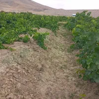 کاه سبز (علف)