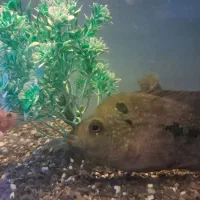 ماهی فلاور و اسکار