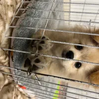 واگذاری پامر