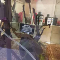 آکواریوم ماهیران|ماهی|شهرکرد, |دیوار