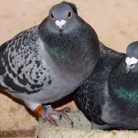 راهنمایی کود کبوتر