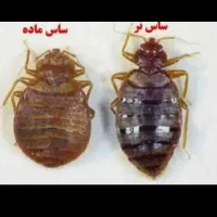 سم پاشی سمپاشی ساس سوسک تضمینی همه مناطق مشهد|خدمات نظافت|مشهد, پورسینا|دیوار
