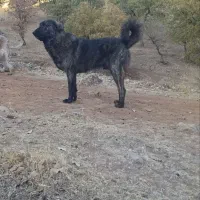 واگذاری سگ|سگ|اسلام‌‌آباد غرب, |دیوار