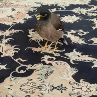 مرغ مینا سخنگو