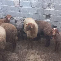 گوسفند آبستن|حیوانات مزرعه|بهشهر, |دیوار