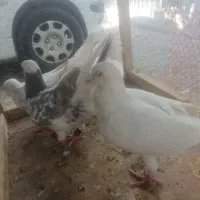 کفتر سار طوقی|پرنده|مشهد, سجادیه|دیوار