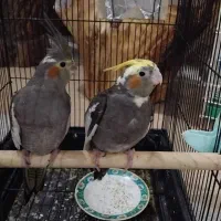 جوجه عروس هلندی دون خور