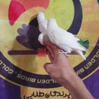 کوتوله برزیلی فیشر سفید آلبینو چشم قرمز سرخ|پرنده|قم, شهرک قدس|دیوار