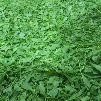 ترشواش ییلاقی،بذر خارجی