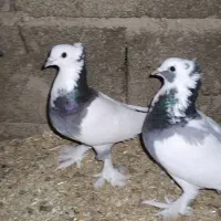 کبوتر ضینتی