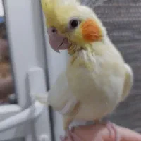 عروس هلندی فول رام .باسرلاک بزرگ شده.|پرنده|پیرانشهر, |دیوار