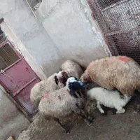 فروش ۴ عدد گوسفند
