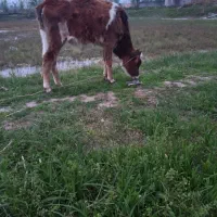 لیشه گیل دورگ