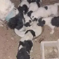 واگذاری سگ با اصل و نسب ۲۷۰۰ بومهن