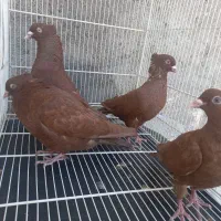سرخ درشت نر