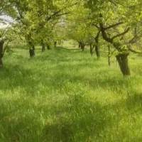 فروش-زمین-برای-ویلا-باغ