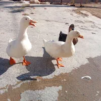 سه تااردک دونرویک ماده تخم گذار