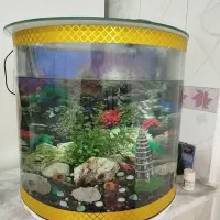 آکواریوم|ماهی|سنندج, |دیوار