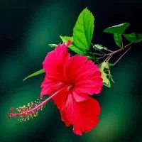 آپارتمان دوخوابه