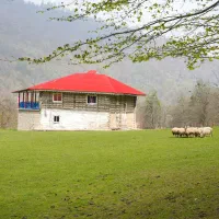 ویلایی جنگلی دربست در دل بهشت