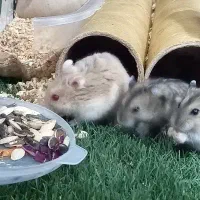 همستر های بامزه نژاد کمپل