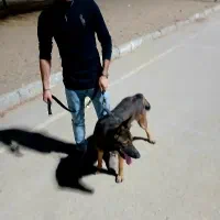 آموزش سگ|خدمات آموزشی|بندرعباس, |دیوار