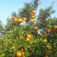 نارنگی وپرتقال تامسون