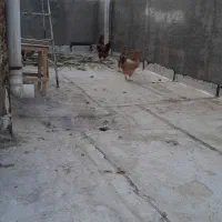 مرغ و خروس جوان