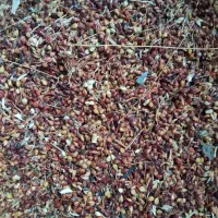 دانه کبوتر|خزنده|سنندج, |دیوار