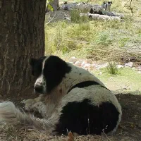 واگذاری سگ قدریجونی