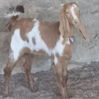 یک راس بزغاله ماده خوشکل گوش بلند قیمت مناسب|حیوانات مزرعه|کاشمر, |دیوار