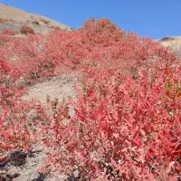 سماغ طبیعی ترش و پرخاصیت از دل کوهستان|عمده‌فروشی|طرقبه, |دیوار