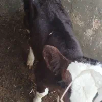 گاو|حیوانات مزرعه|سبزوار, خسروجرد|دیوار