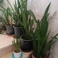 گل سانسوریا