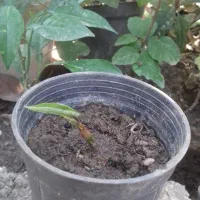 پیاز گل بابا ادم