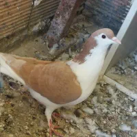 کفتر ساده|پرنده|مینودشت, |دیوار