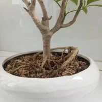 بونسای شفلر